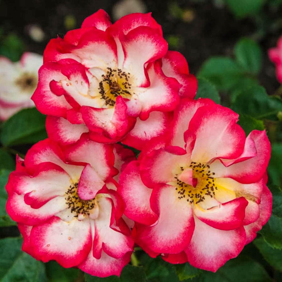 Betty Boop Rose Flower seeds for Planting - Compact Growth, Heirloom & GMO Free Seeds for Home Garde