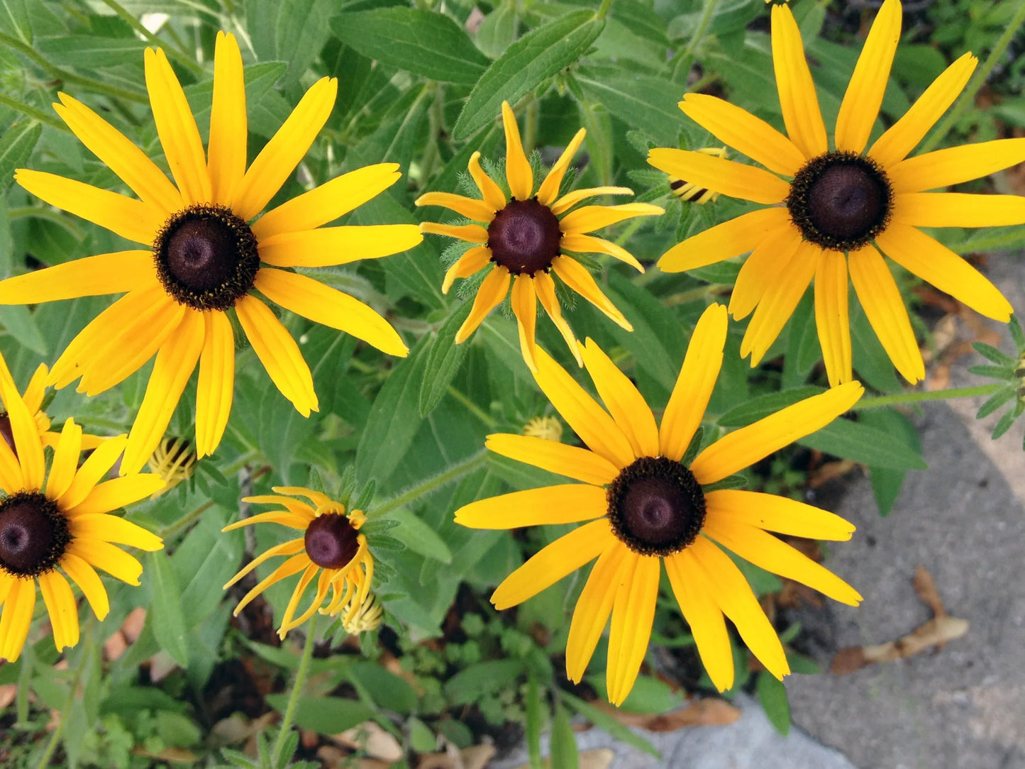 Susan Flower seeds for Planting, Hardy Variety Heirloom & GMO Free Seeds for Home Garden