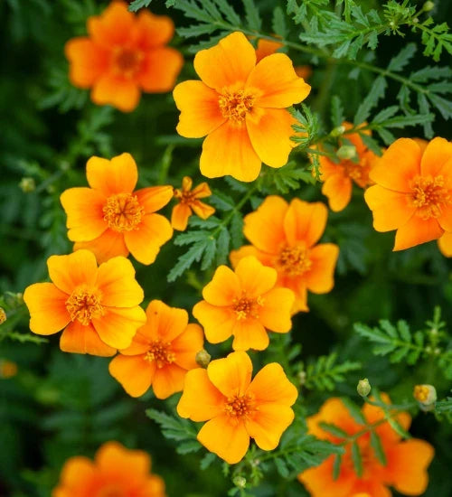 Yellow Signet Marigold Flower seeds for Planting Compact Growth, Heirloom & GMO Free Seeds for Home Garden vegetable and garden seeds