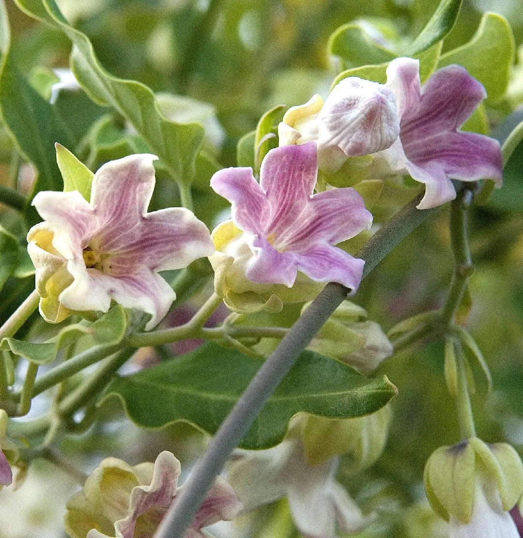 Araujia Flower seeds for Planting Perfect for Borders Heirloom & GMO Free Seeds for Home Garden