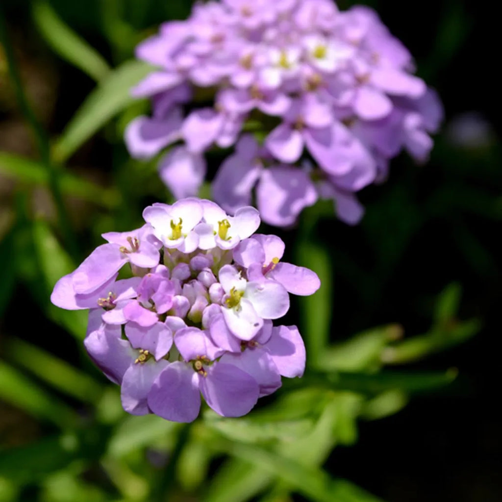 High quality Violet Iberis Flower seeds for Planting Hardy Variety, Heirloom & GMO Free Seeds for Home Garden seeds pack