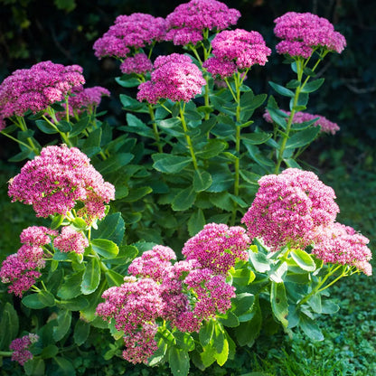 Stonecrop Flower seeds for Planting Seasonal Bloomer Heirloom & GMO Free Seeds for Home Garden