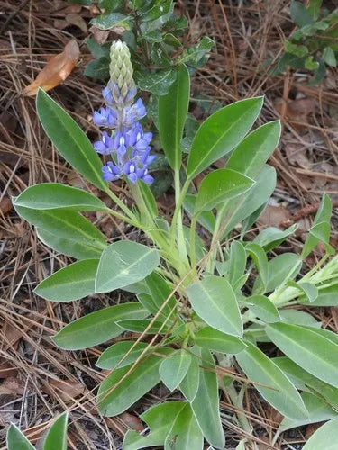 High quality Sky Blue Lupine Flower seeds for Planting Seasonal Bloomer, Heirloom & GMO Free Seeds for Home Garden seeds pack