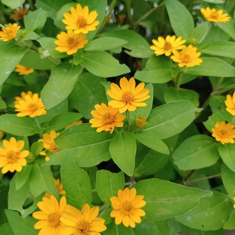 Melampodium Flower seeds for Planting Vibrant Colors Heirloom & GMO Free Seeds for Home Garden vegetable and garden seeds