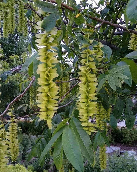 High quality Pterocarya Stenoptera Flower seeds for Planting Bright Blooms, Heirloom & GMO Free Seeds for Home Garden seeds pack