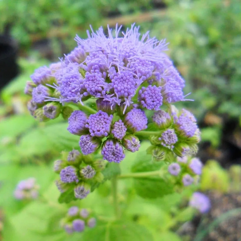 Conoclinium Coelestinum Flower seeds for Planting Vibrant Colors Heirloom & GMO Free Seeds for Home Garden
