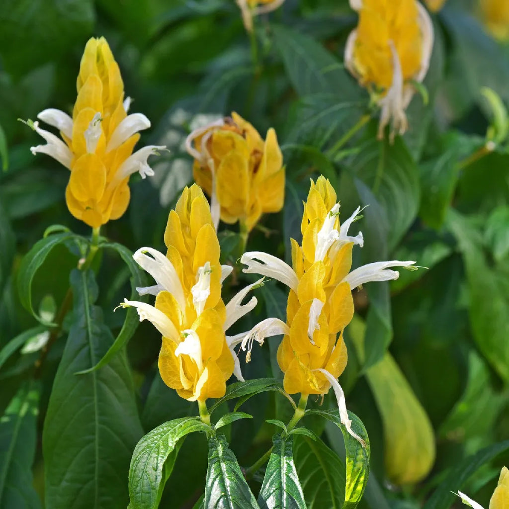 High quality Light Yellow Pachystachys Flower seeds for Planting Seasonal Bloomer, Heirloom & GMO Free Seeds for Home Garden seeds pack