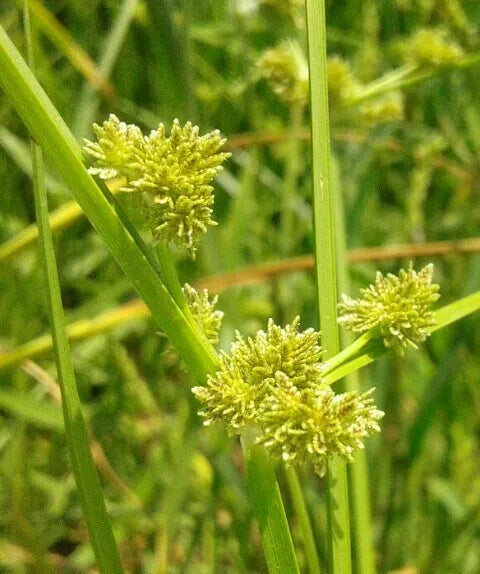 Yellow Cyperus Papyrus Flower seeds for Planting Cut Flower Favorite, Heirloom & GMO Free Seeds for Home Garden seeds for planting
