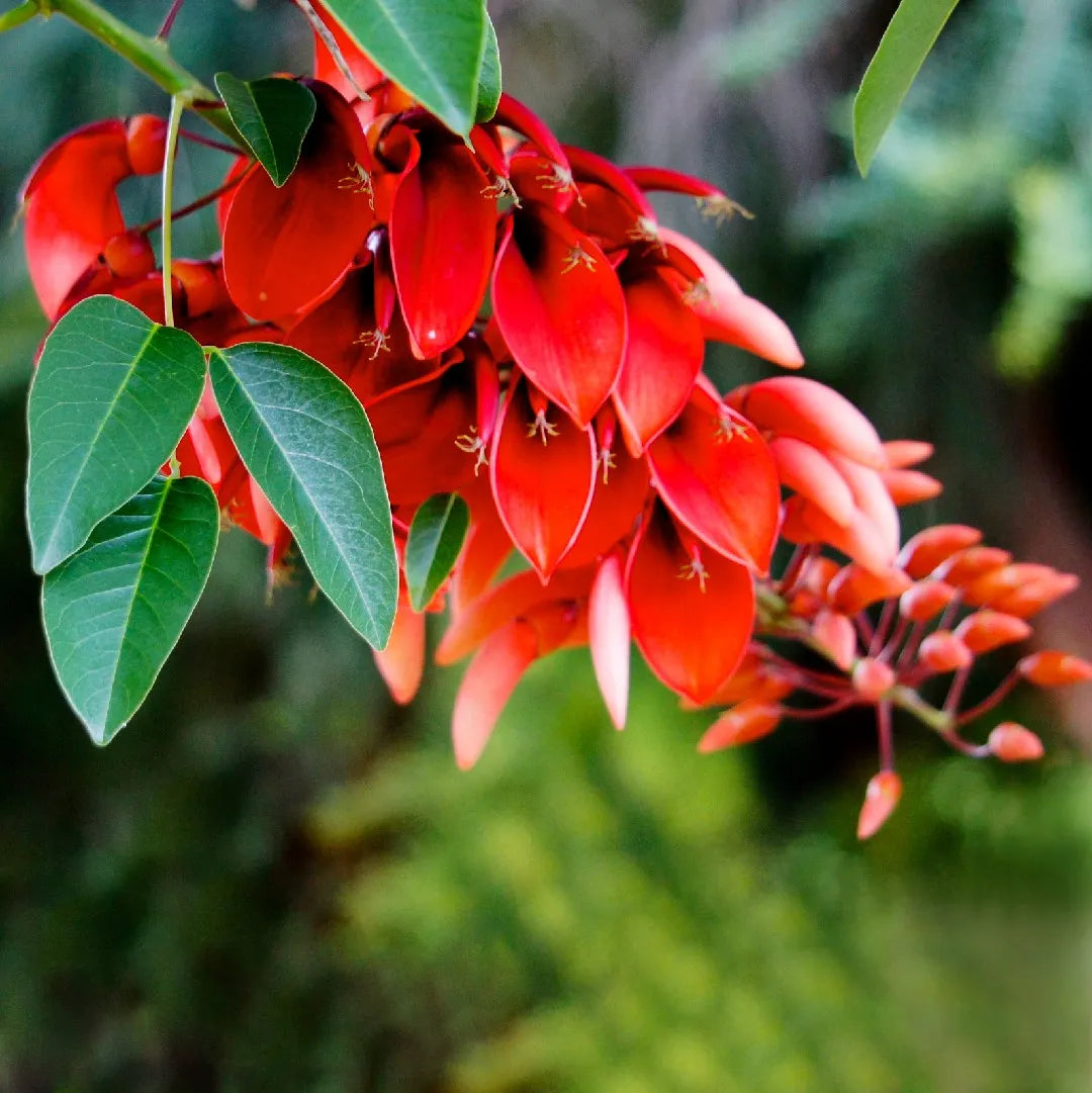 Dark Orange Erythrina Crista Galli Flower seeds for Planting - Cut Flower Favorite, Heirloom & GMO Free Seeds for Home Garden