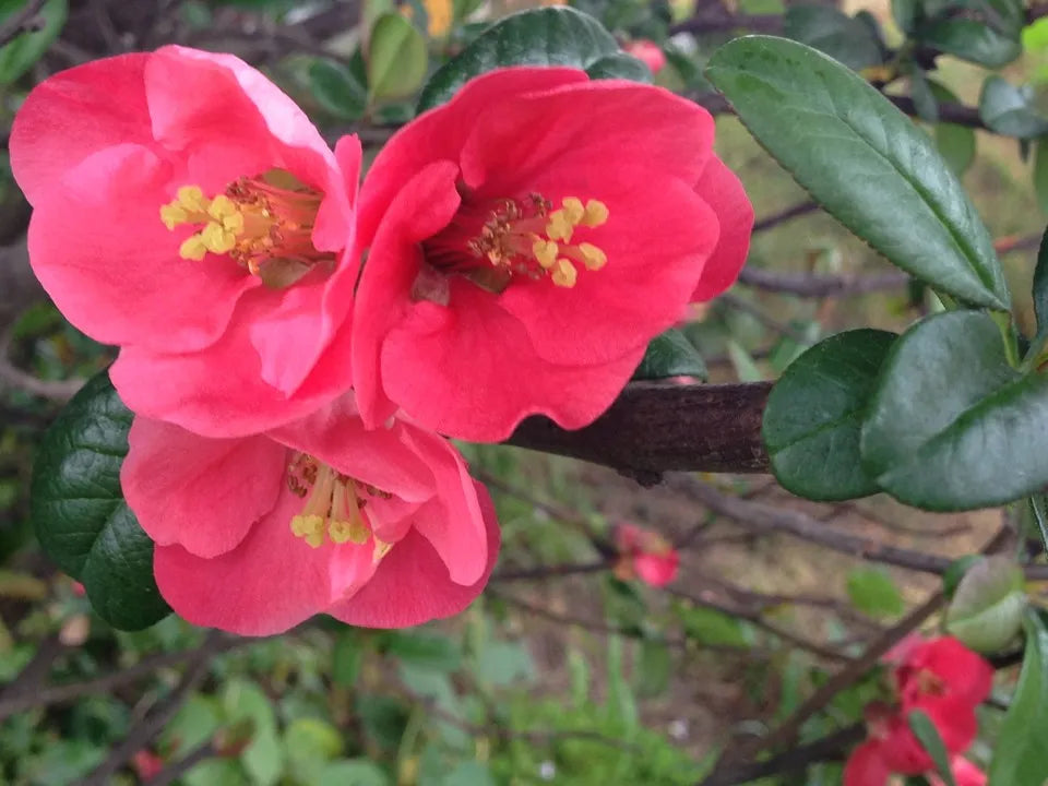 Premium Pink Chaenomeles Flower seeds for Planting Long Bloom Season, Heirloom & GMO Free Seeds for Home Garden seeds