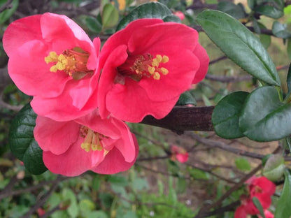 Premium Pink Chaenomeles Flower seeds for Planting Long Bloom Season, Heirloom & GMO Free Seeds for Home Garden seeds