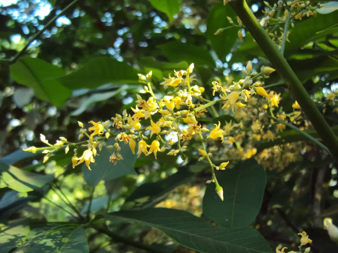 Hevea Brasiliensis Flower seeds for Planting Fragrant Blossoms Heirloom & GMO Free Seeds for Home Garden
