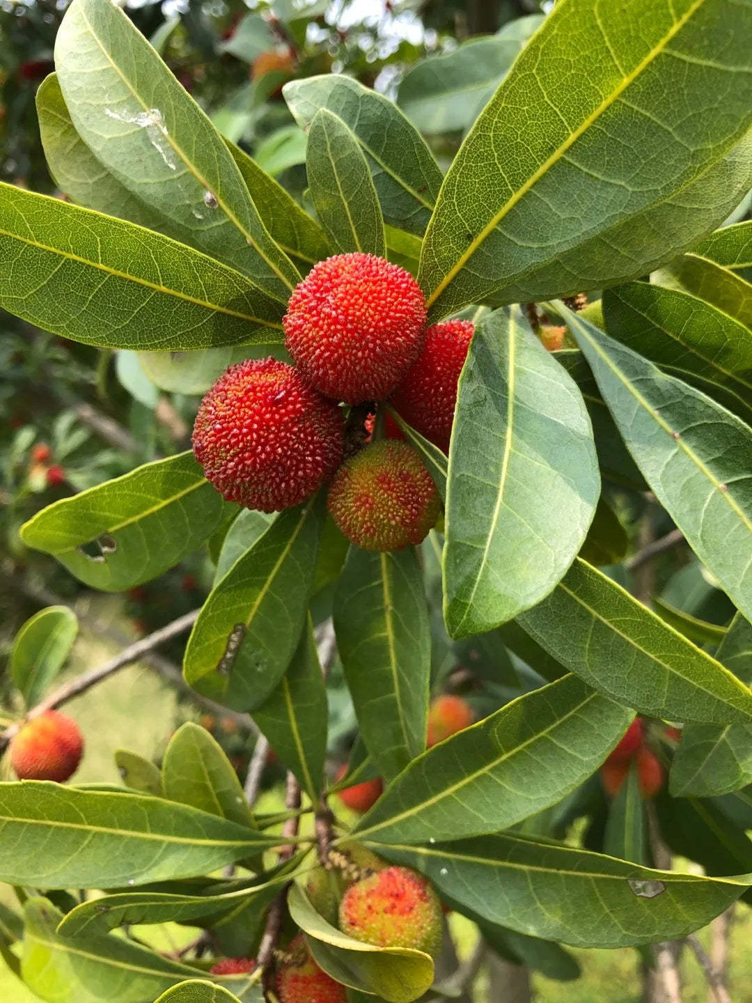 Arbutus Bayberry Fruit Seeds for Planting - Red - Evergrowseeds