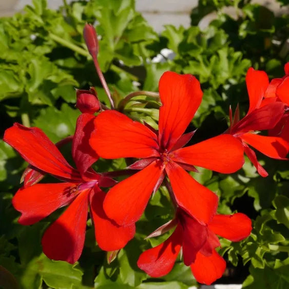 High quality Deep Red Geranium Flower seeds for Planting Bright Blooms, Heirloom & GMO Free Seeds for Home Garden seeds pack