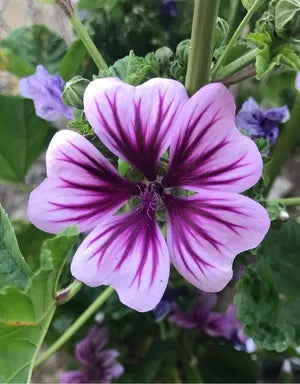 Premium Malva Flower seeds for Planting Seasonal Bloomer, Heirloom & GMO Free Seeds for Home Garden seeds