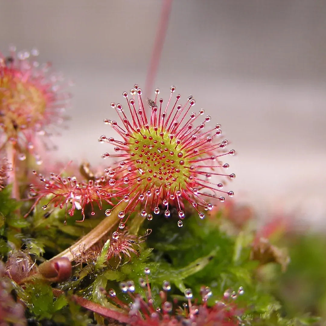 Red Drosera Flower seeds for Planting - Compact Growth, Heirloom & GMO Free Seeds for Home Garden