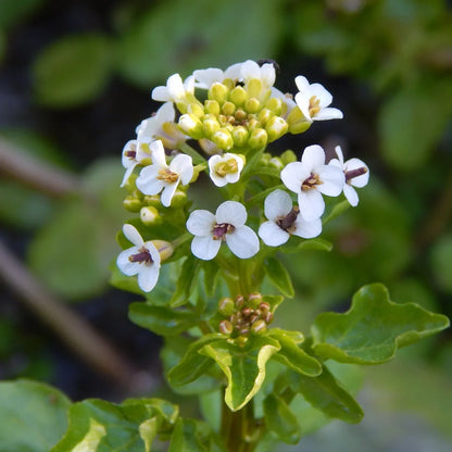 Watercress Flower seeds for Planting Perfect for Borders Heirloom & GMO Free Seeds for Home Garden