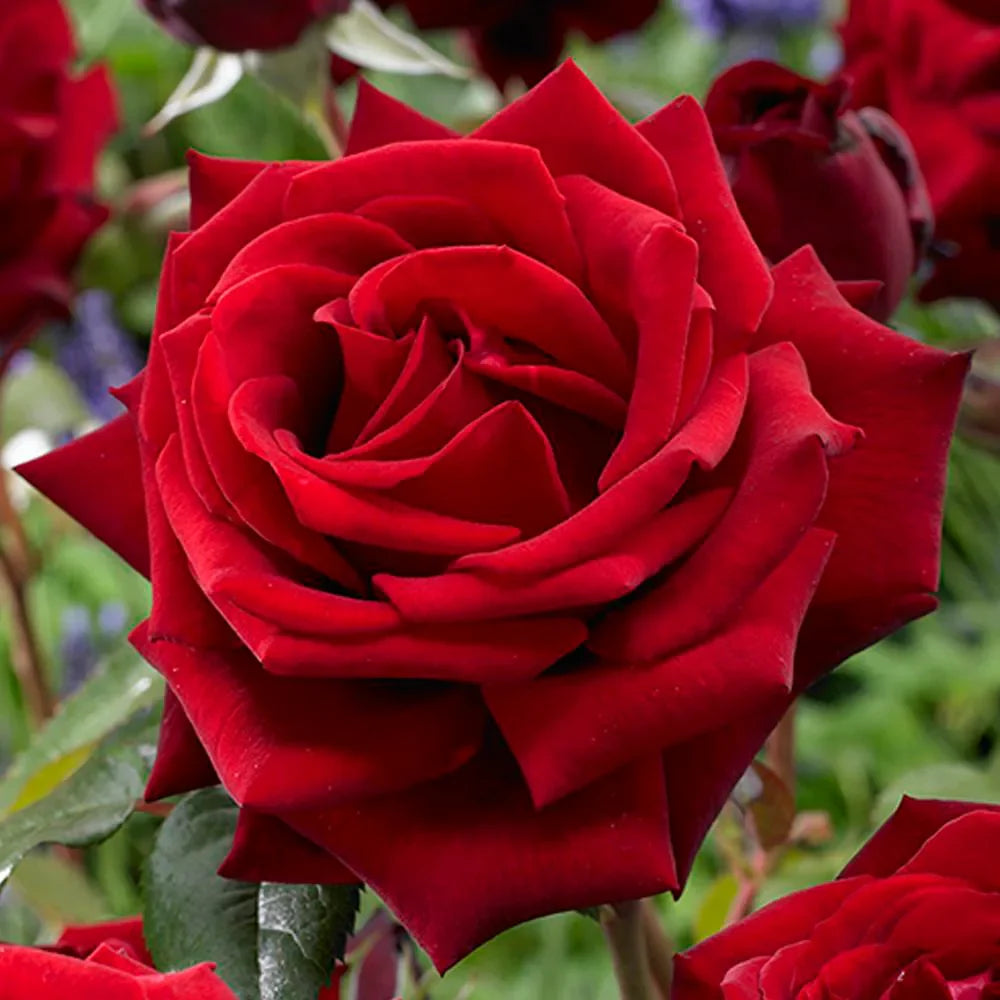 Fragrant Red Rose Flower seeds for Planting - Vibrant Colors, Heirloom & GMO Free Seeds for Home Garden