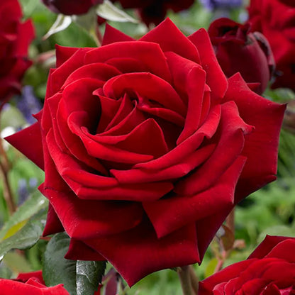 Fragrant Red Rose Flower seeds for Planting - Vibrant Colors, Heirloom & GMO Free Seeds for Home Garden
