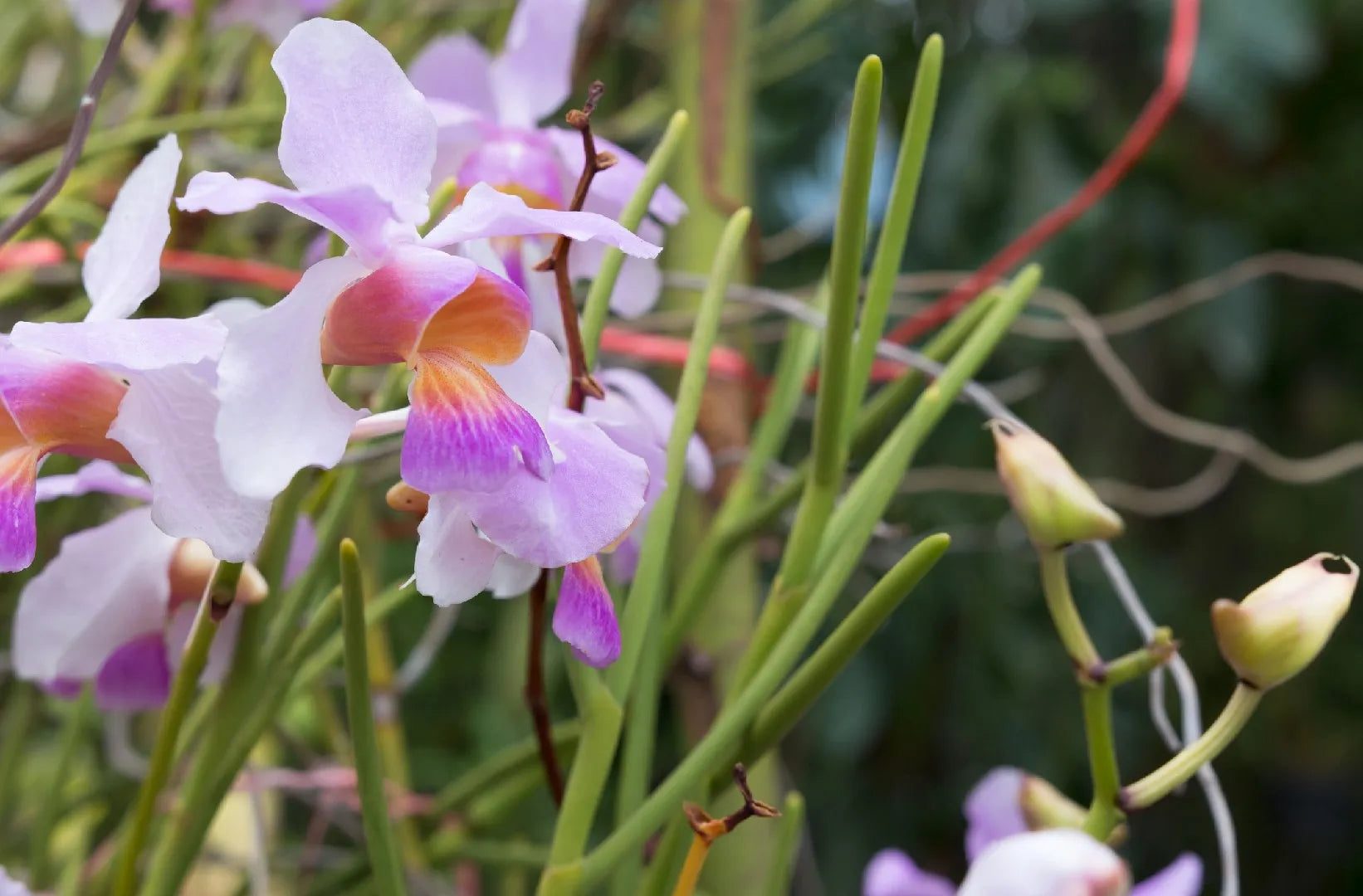 Premium Parrot Orchid Flower seeds for Planting Shade Tolerant, Heirloom & GMO Free Seeds for Home Garden seeds