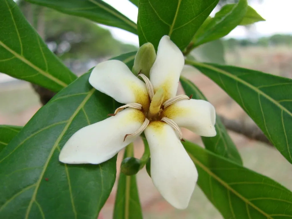 Genipap Littleleaf Flower seeds for Planting Colorful Display, Heirloom & GMO Free Seeds for Home Garden seeds for planting