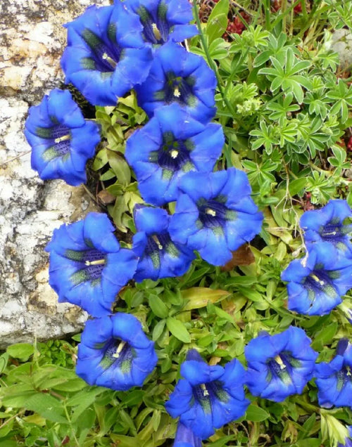 Premium Blue Gentiana Acaulis Flower seeds for Planting Garden Favorite, Heirloom & GMO Free Seeds for Home Garden seeds