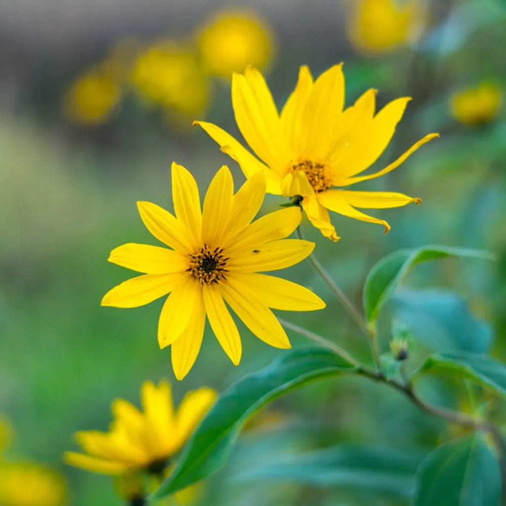 Yellow Maximilian Flower seeds for Planting Hardy Variety, Heirloom & GMO Free Seeds for Home Garden vegetable and garden seeds