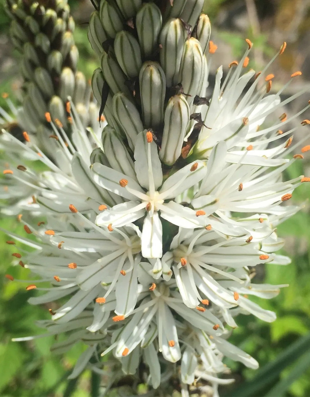 Heirloom Asphodelus Albus Flower seeds for Planting Pollinator Friendly Heirloom & GMO Free Seeds for Home Garden