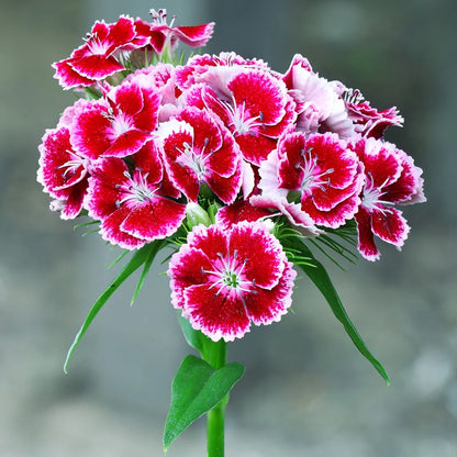 Heirloom William Flower seeds for Planting Shade Tolerant Heirloom & GMO Free Seeds for Home Garden