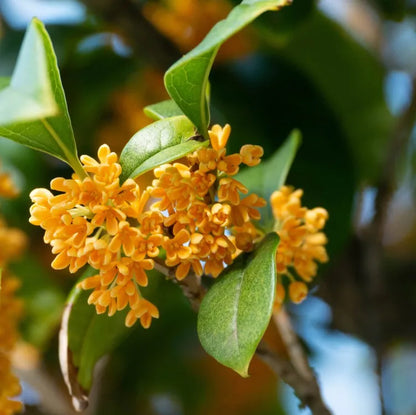 Osmanthus Fragrans Flower seeds for Planting Vibrant Colors Heirloom & GMO Free Seeds for Home Garden