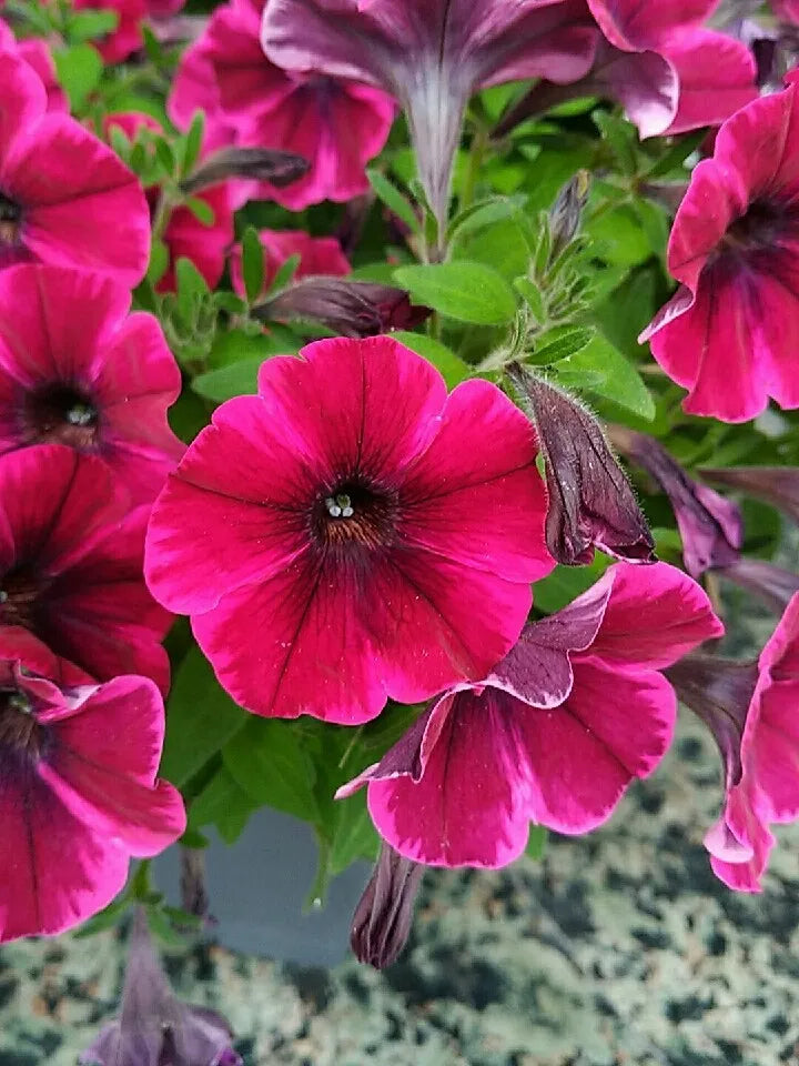 High quality Pink Trailing Petunia Flower seeds for Planting Hardy Variety, Heirloom & GMO Free Seeds for Home Garden seeds pack