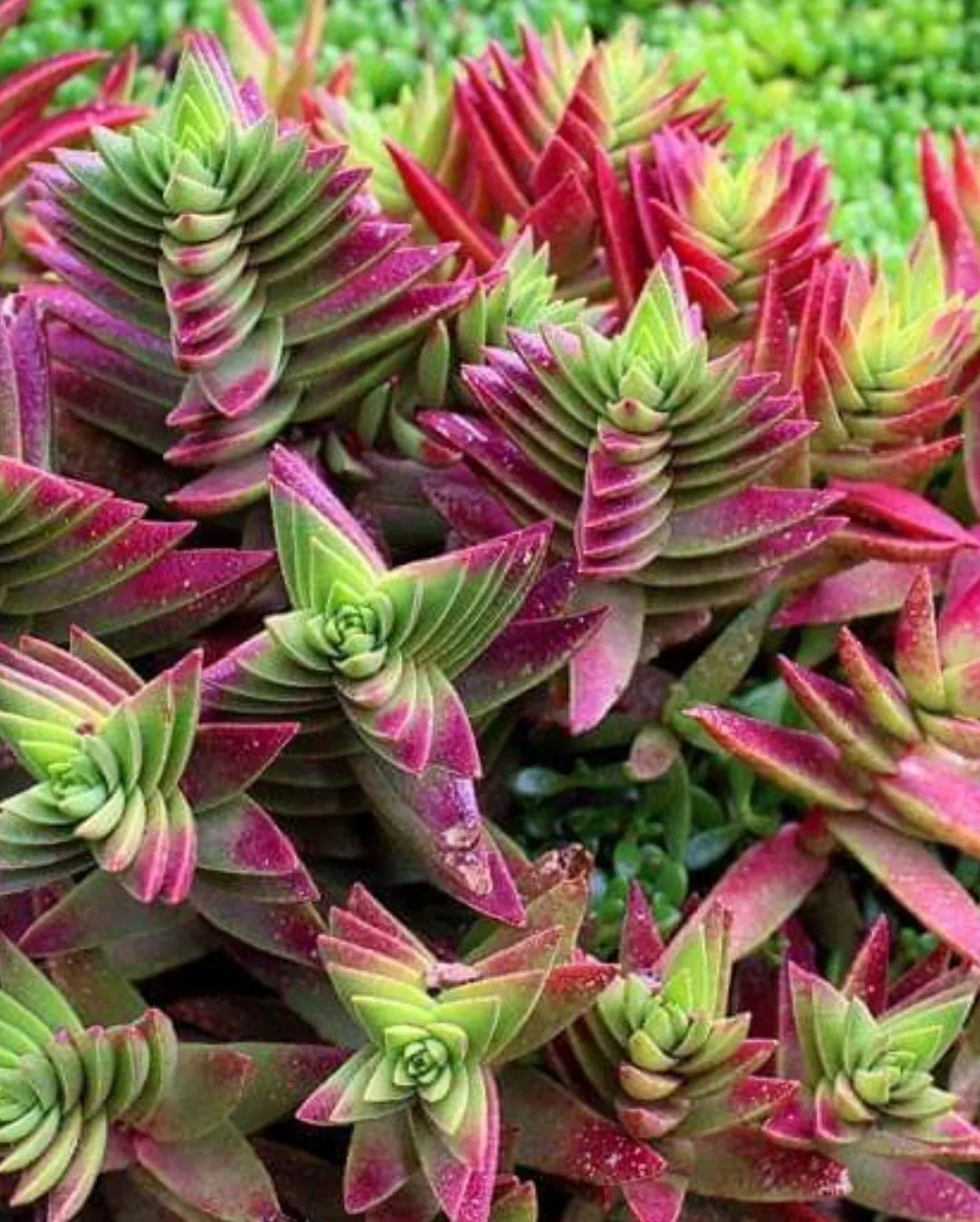 Red Pagoda Flower seeds for Planting Seasonal Bloomer, Heirloom & GMO Free Seeds for Home Garden seeds for planting