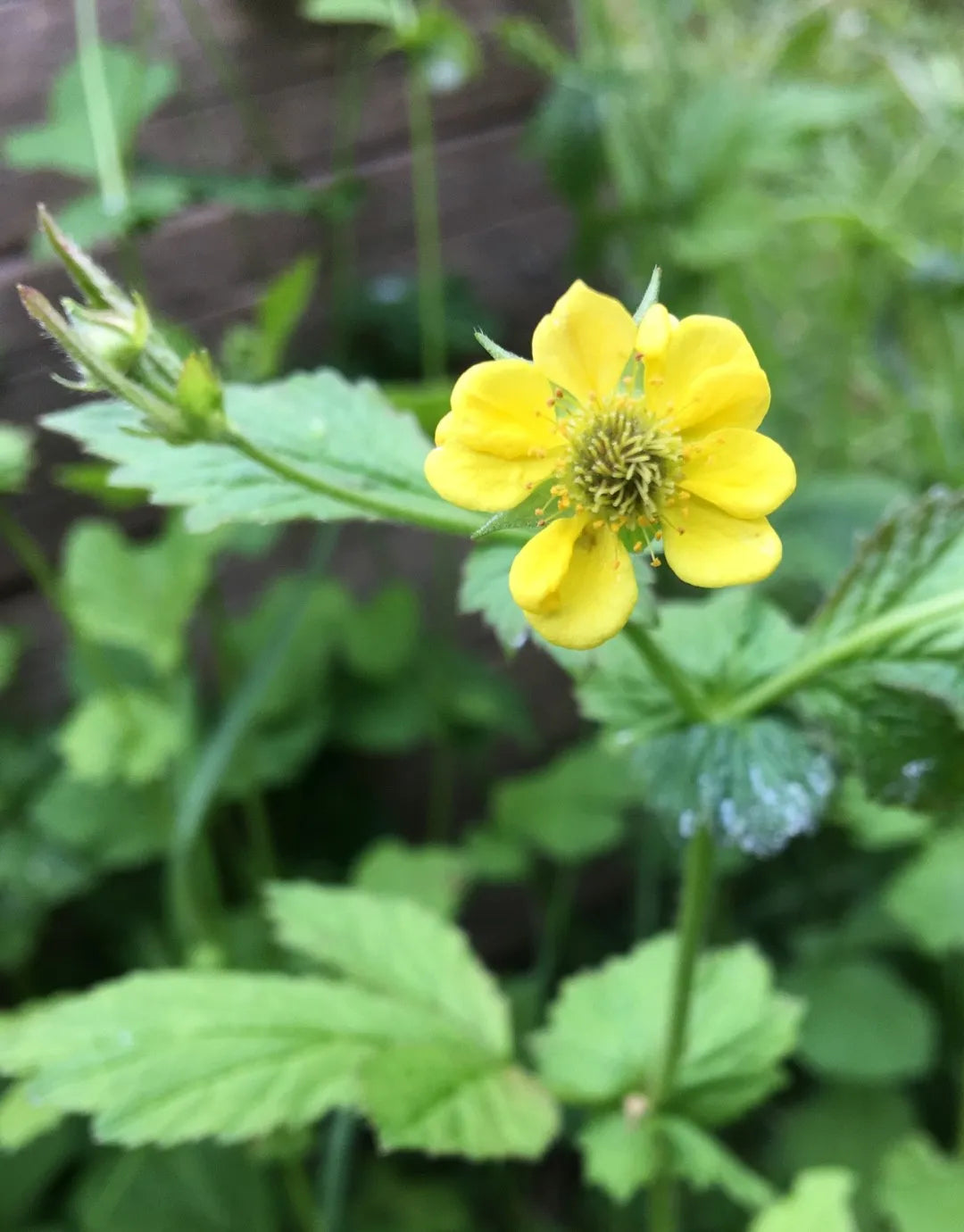 Yellow Moist Wetland Flower seeds for Planting Premium Quality, Heirloom & GMO Free Seeds for Home Garden seeds for planting