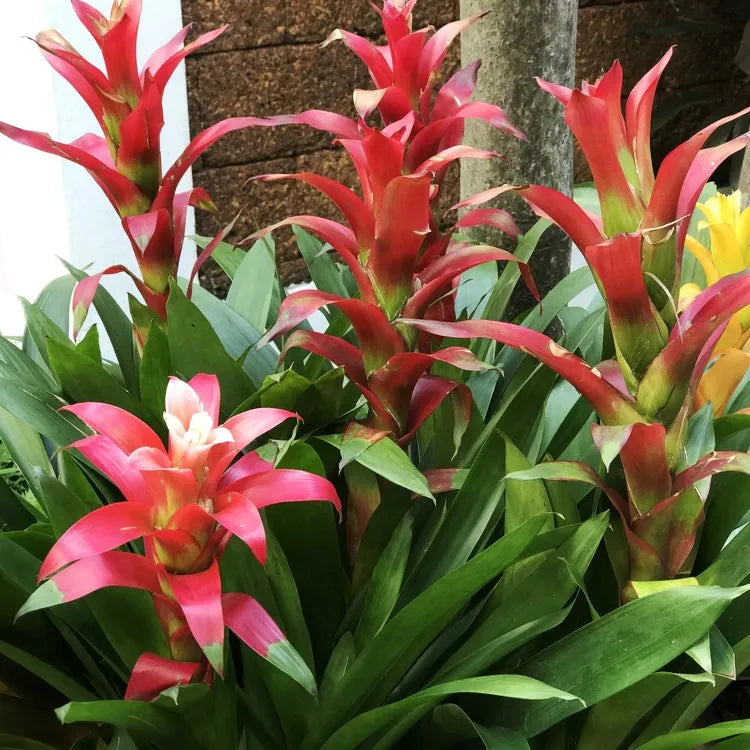 High quality Hechtia Flower seeds for Planting Seasonal Bloomer, Heirloom & GMO Free Seeds for Home Garden seeds pack