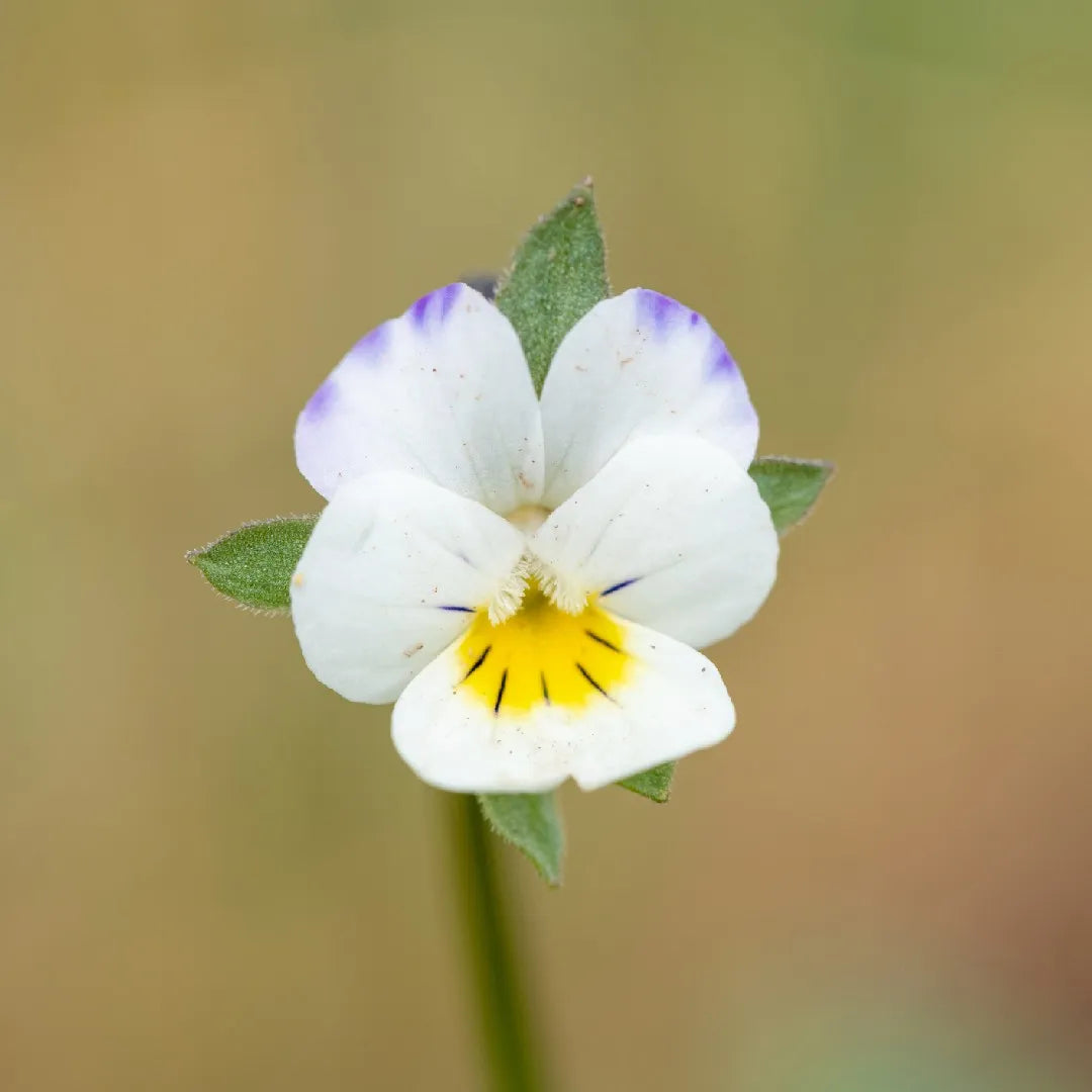 Yellow White Pansy Flower seeds for Planting Seasonal Bloomer Heirloom & GMO Free Seeds for Home Garden 
 
 Sale