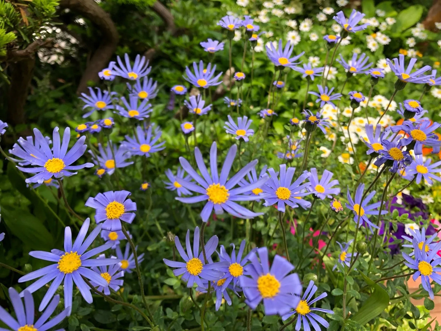 High quality Blue Felicia Amelloides Flower seeds for Planting Sun Loving, Heirloom & GMO Free Seeds for Home Garden seeds pack