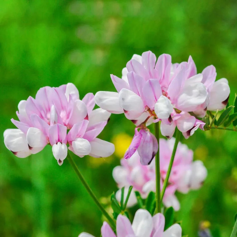 Pink Coronilla Flower seeds for Planting Colorful Display, Heirloom & GMO Free Seeds for Home Garden vegetable and garden seeds