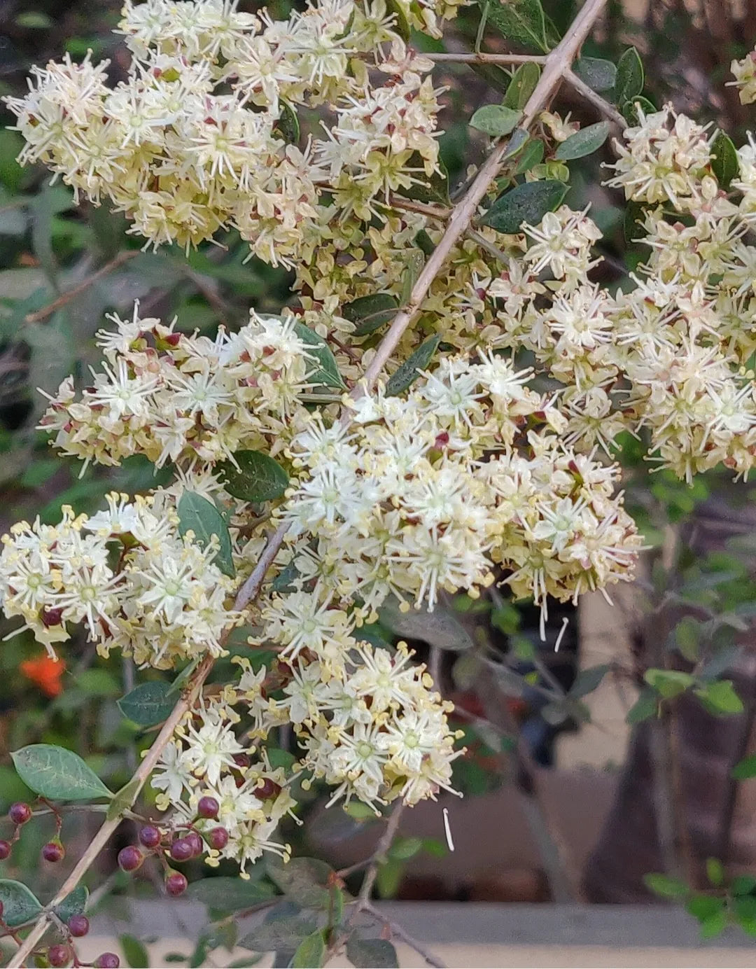 Lawsonia Inermis Flower seeds for Planting Drought Tolerant Heirloom & GMO Free Seeds for Home Garden