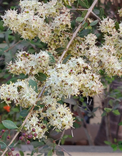 Lawsonia Inermis Flower seeds for Planting Drought Tolerant Heirloom & GMO Free Seeds for Home Garden