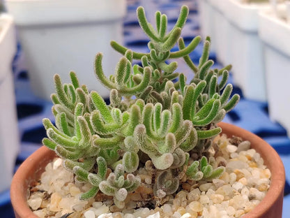 Dicrocaulon Ramulosum Flower seeds for Planting Cut Flower Favorite Heirloom & GMO Free Seeds for Home Garden