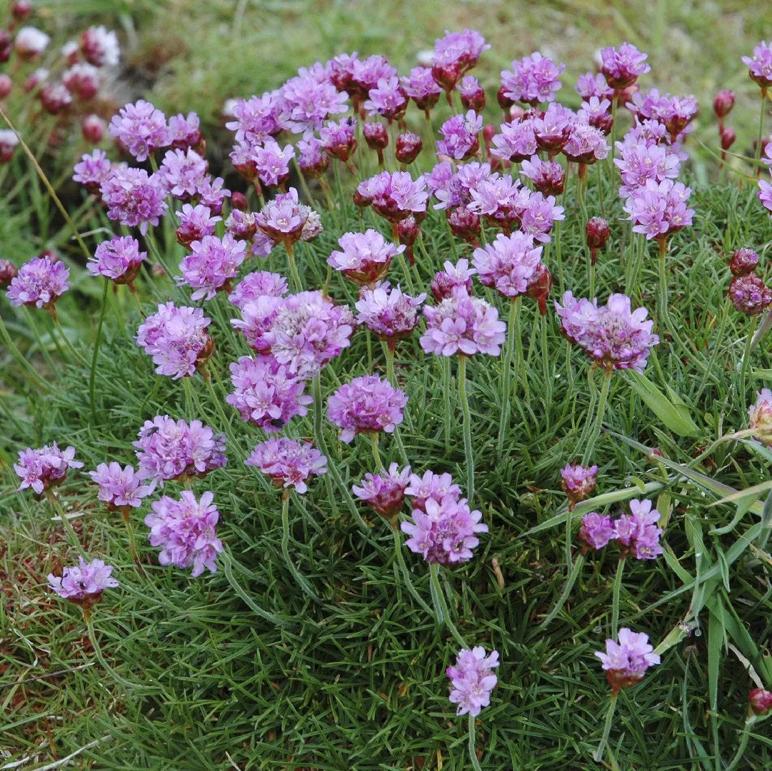 Premium Maritima Flower seeds for Planting Bright Blooms Heirloom & GMO Free Seeds for Home Garden seeds