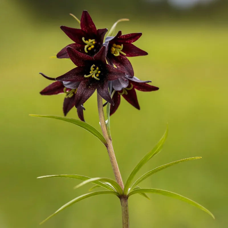 Premium Chocolate Lilly Flower seeds for Planting Easy to Grow, Heirloom & GMO Free Seeds for Home Garden seeds