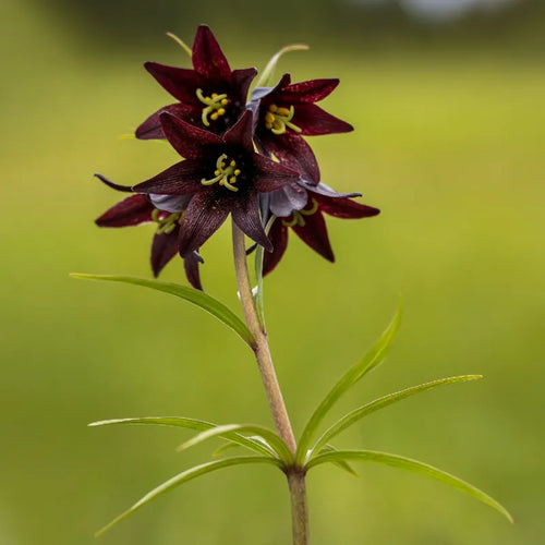 Premium Chocolate Lilly Flower seeds for Planting Easy to Grow, Heirloom & GMO Free Seeds for Home Garden seeds