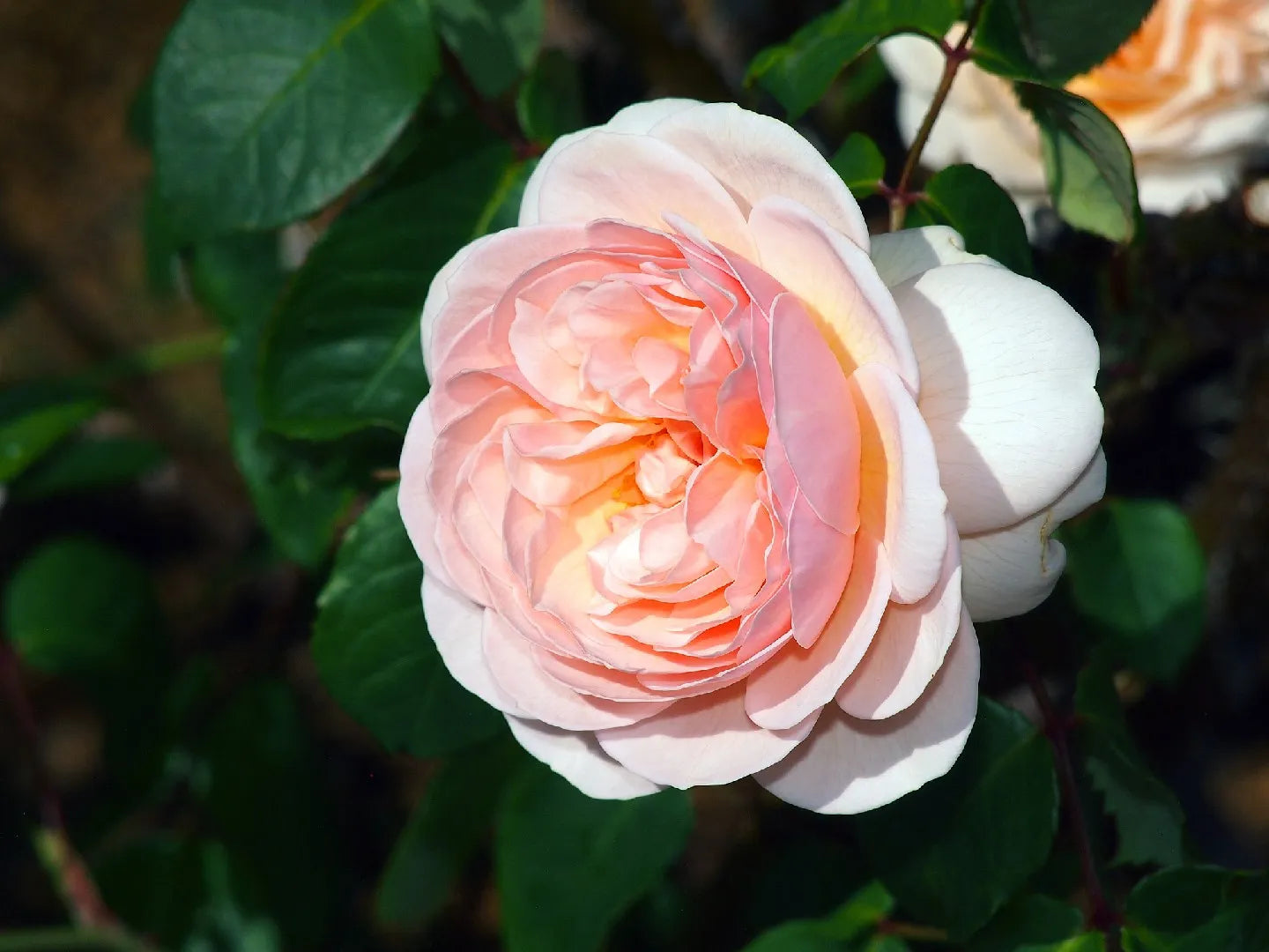 Juliet Flower seeds for Planting - Fragrant Blossoms, Heirloom & GMO Free Seeds for Home Garden