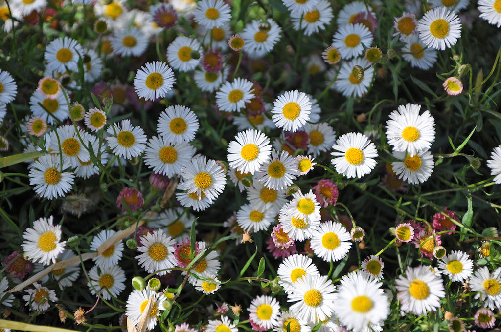Pink White Karvinskianus Flower seeds for Planting Perfect for Borders, Heirloom & GMO Free Seeds for Home Garden vegetable and garden seeds