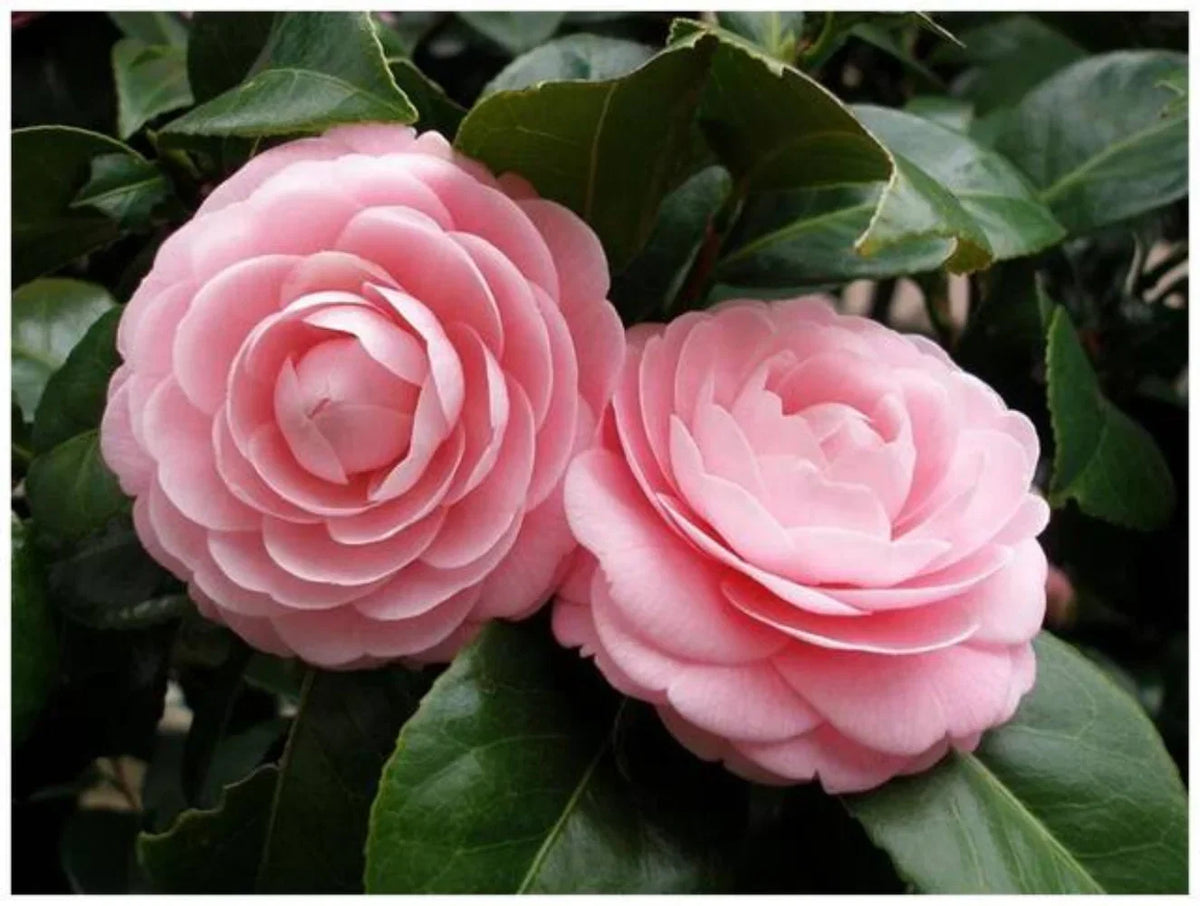 Heirloom Camellia Flower seeds for Planting Cut Flower Favorite Heirloom & GMO Free Seeds for Home Garden