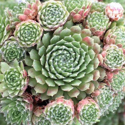 Succulents Flower seeds for Planting Cottage Garden Essential Heirloom & GMO Free Seeds for Home Garden