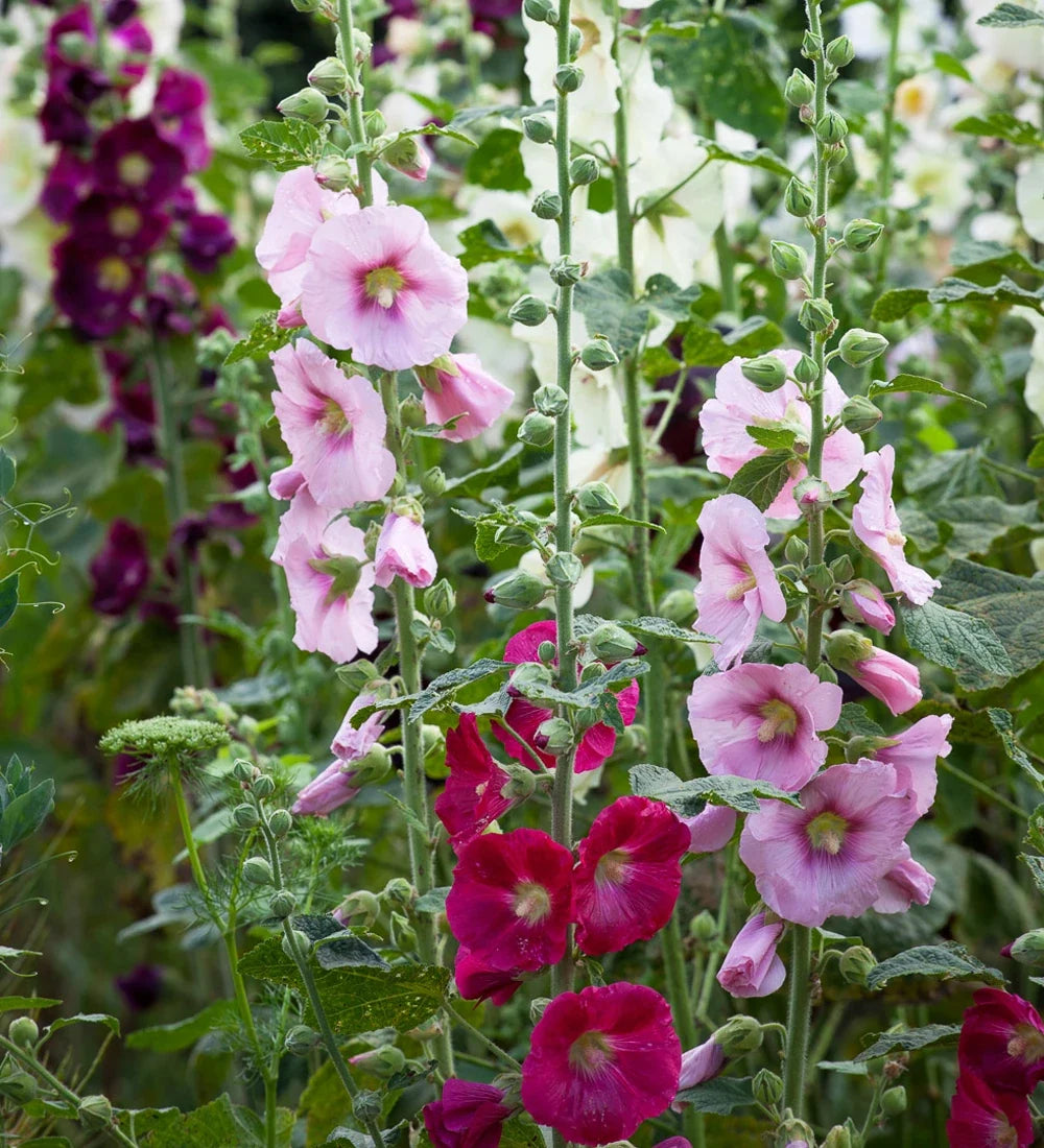 Mallow Alcea Rosea Flower seeds for Planting Seasonal Bloomer, Heirloom & GMO Free Seeds for Home Garden seeds for home gardening