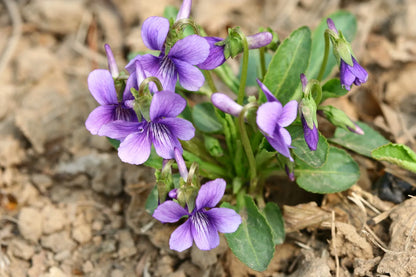 Viola Yedoensis Flower seeds for Planting Premium Quality Heirloom & GMO Free Seeds for Home Garden