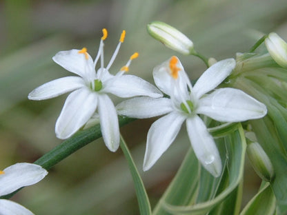 Chlorophytum Flower seeds for Planting Seasonal Bloomer Heirloom & GMO Free Seeds for Home Garden